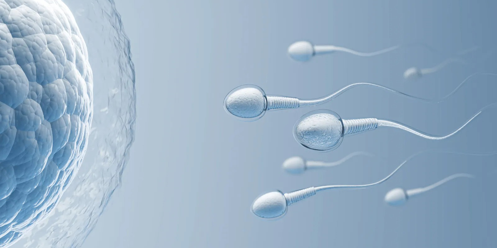 Semen Analysis